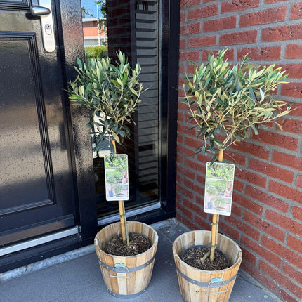 Olea Europaea - Terras Plant - Bladhoudend - Winterhard - Olijfgroen Blad - Pot 19cm Hoogte 90cm