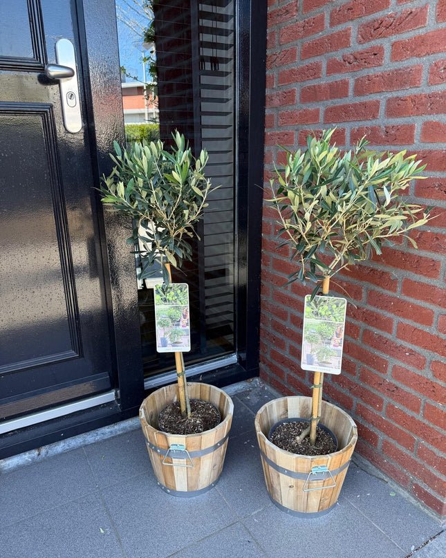 Olea Europaea - Terras Plant - Bladhoudend - Winterhard - Olijfgroen Blad - Pot 19cm Hoogte 90cm