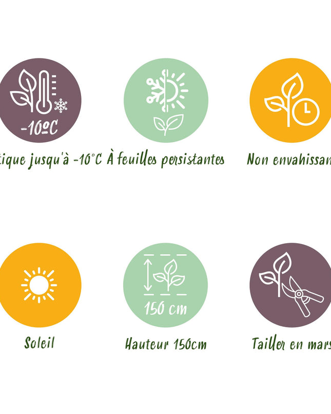 Olea Europaea - Terras Plant - Bladhoudend - Winterhard - Olijfgroen Blad - Pot 19cm Hoogte 90cm