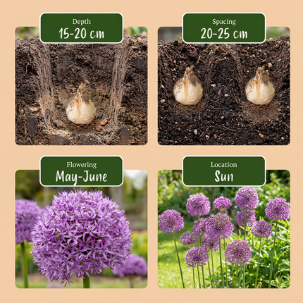 16x Allium Gladiator - Zierlauch - Violett - Sommerblüher - Zwiebelgröße 16/18