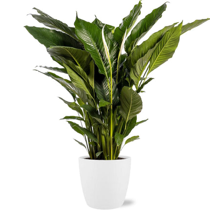 Spathiphyllum Sweet Sebastiano - Ø24cm - ↕110cm + Maceta Bruselas D25x23cm - Blanco