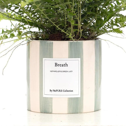 Nephrolepis Green Lady Gift "Breath" met wenskaart - Ø12cm - ↕35cm