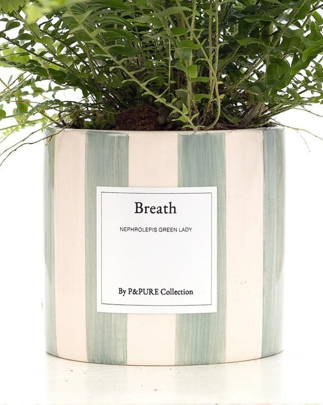 Nephrolepis Green Lady Gift "Breath" met wenskaart - Ø12cm - ↕35cm