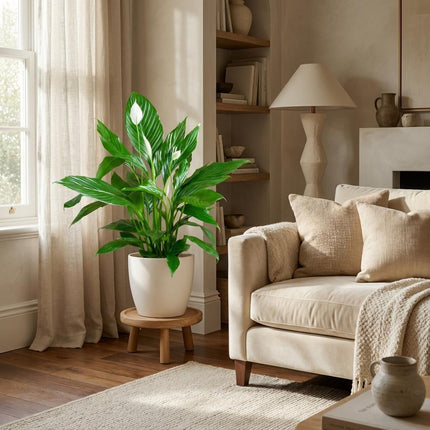 Spathiphyllum met Potter wit - 80cm - Ø21