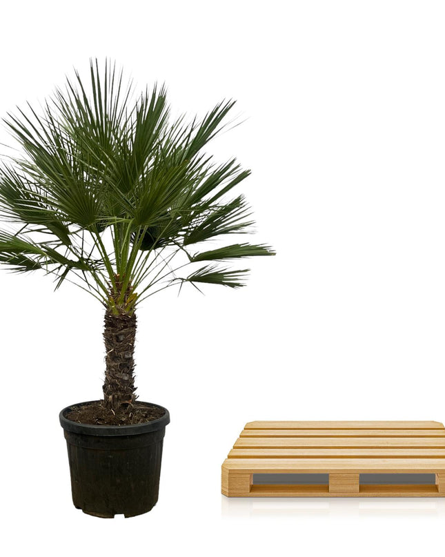 Chamaerops Humilis op stam - 150 cm - Ø45cm