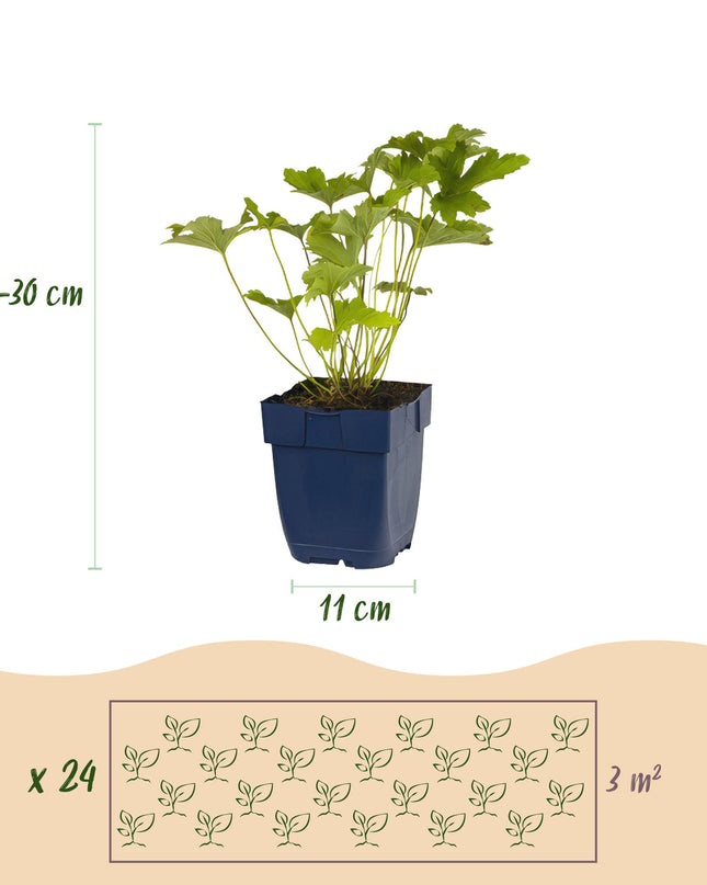 Borderpakket - Schaduw - 24 Vaste planten - 3 m2 - Diversen kleuren - Weinig Onderhoud - Pot 11cm