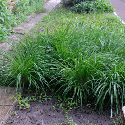 Siergrassen -  Carex morrowii Irish Green - Groen & Geel - 2 Planten - Bladhoudend - Weinig Onderhoud - Pot 17cm Hoogte 50cm