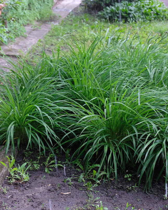 Siergrassen -  Carex morrowii Irish Green - Groen & Geel - 2 Planten - Bladhoudend - Weinig Onderhoud - Pot 17cm Hoogte 50cm