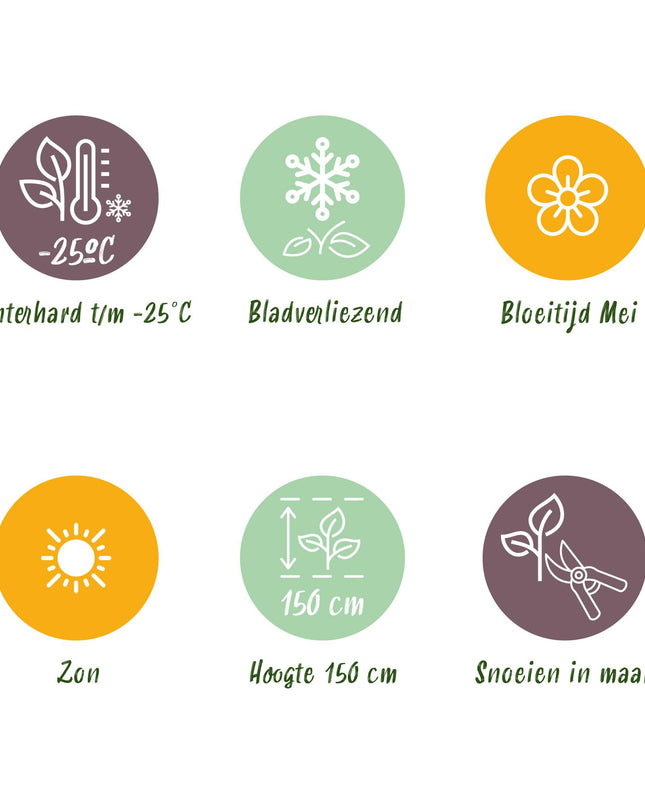 Syringa meyeri Palibin - Bladverliezend - Winterhard- Paarse Bloem - Pot 19cm Hoogte 90cm