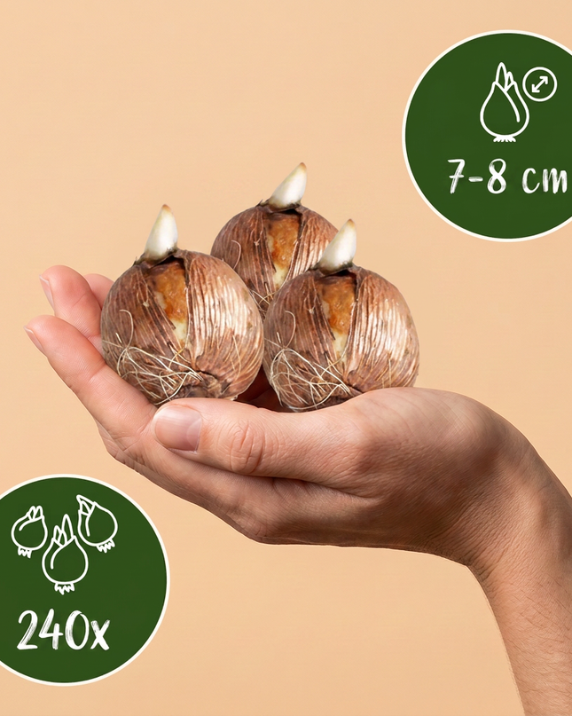 240x Crocus White - azafrán blanco - varios - bulbo para naturalizar - calibre del bulbo 7/8
