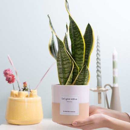 Sansevieria Gift "Let's Grow With Us" met wenskaart - Ø12cm - ↕30cm