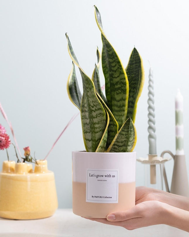 Sansevieria Gift "Let's Grow With Us" met wenskaart - Ø12cm - ↕30cm