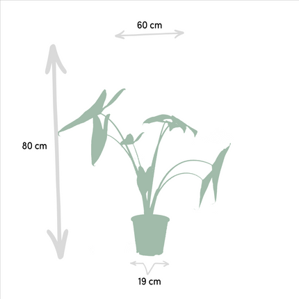 Monstera Deliciosa - Ø21cm - ↕75cm + Alocasia Zebrina - Ø19cm - ↕75cm + Strelitzia Nicolai - Ø19cm - ↕85cm - 3 planten