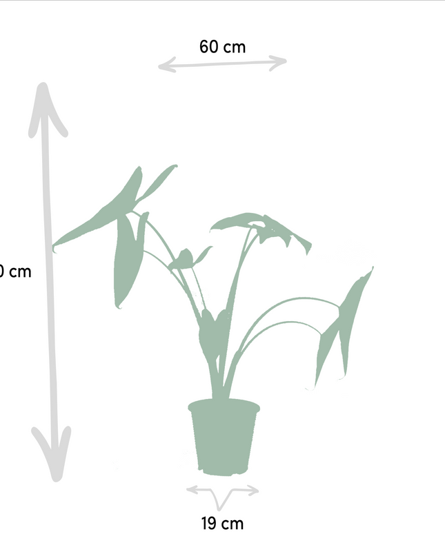 Monstera Deliciosa - Ø21cm - ↕75cm + Alocasia Zebrina - Ø19cm - ↕75cm + Strelitzia Nicolai - Ø19cm - ↕85cm - 3 planten