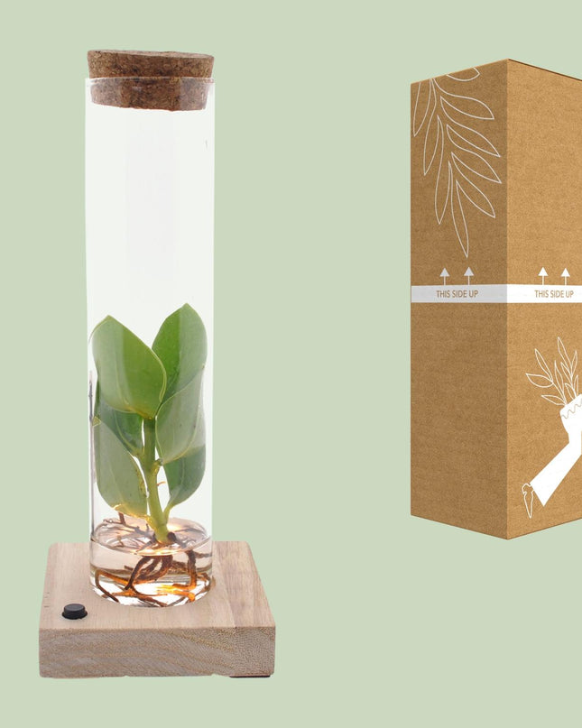 Clusia In Tube Glas + LED - Ø5cm - ↕10cm