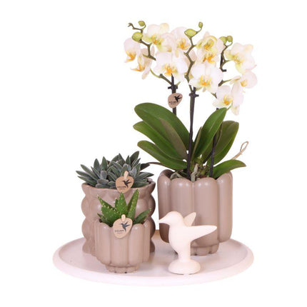 Kolibri Orchids | Coffret Cadeau Slow Living | Plantes vertes avec orchidée Phalaenopsis blanche Lausanne en pots décoratifs en céramique beige sur plateau blanc