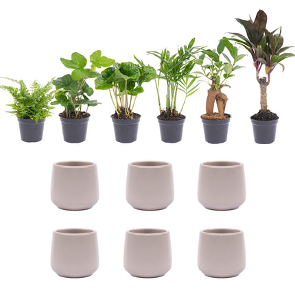Mini planten set 6 - incl. 6x pot Joey grijs mat