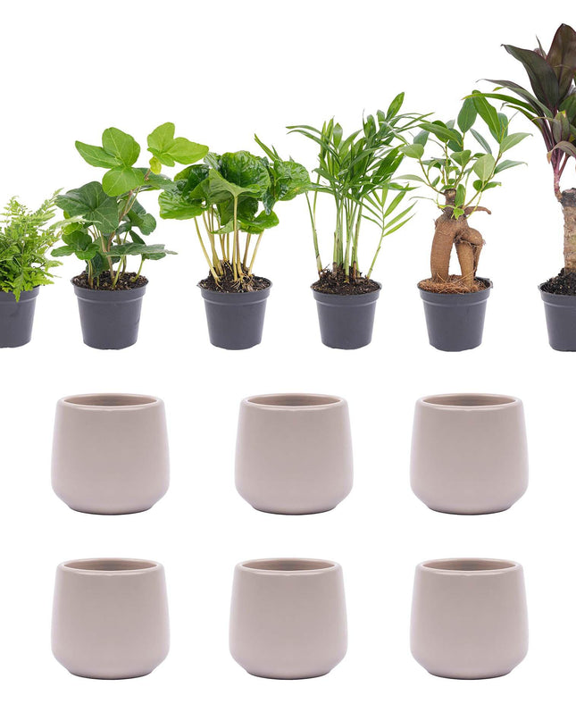 Mini planten set 6 - incl. 6x pot Joey grijs mat
