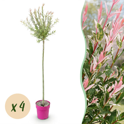 Salix Flamingo – 4 Pflanzen – Ø23 cm – ↕140–160 cm