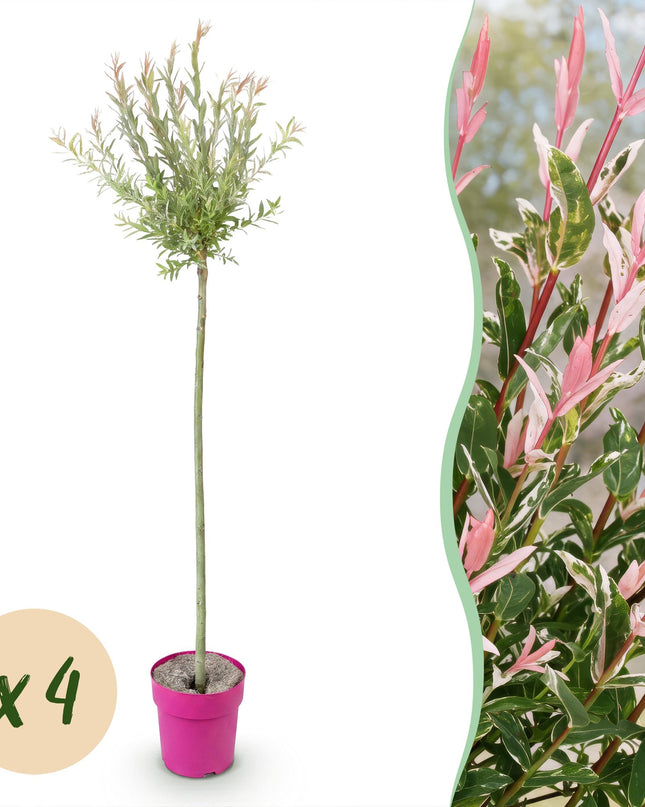Salix Flamingo – 4 Pflanzen – Ø23 cm – ↕140–160 cm