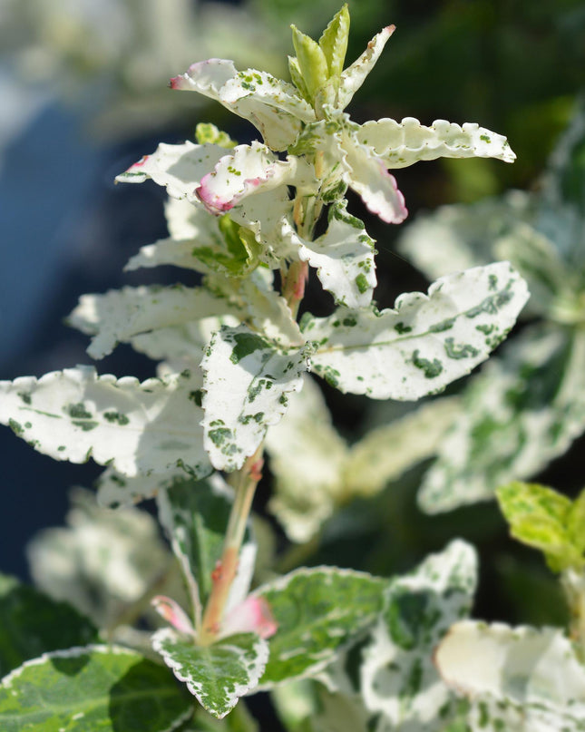 Euonymus fortunei Harlequin - Sempreverde - Resistente al freddo - Foglia verde-bianca - Vaso 19 cm Altezza 90 cm