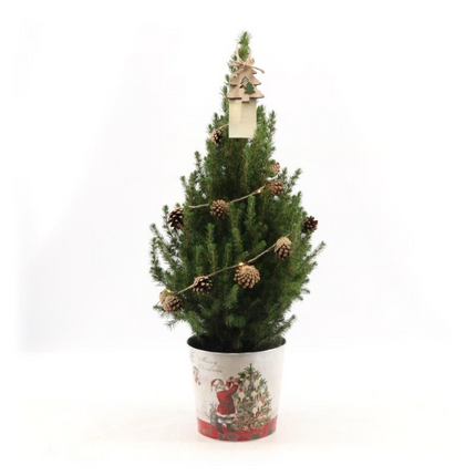 Kleine Kerstboom in Kerstmis sierpot + Pine cone lichtjes incl. batterijen 70 cm - Picea Glauca Conica