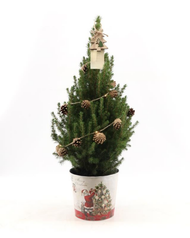 Kleine Kerstboom in Kerstmis sierpot + Pine cone lichtjes incl. batterijen 70 cm - Picea Glauca Conica