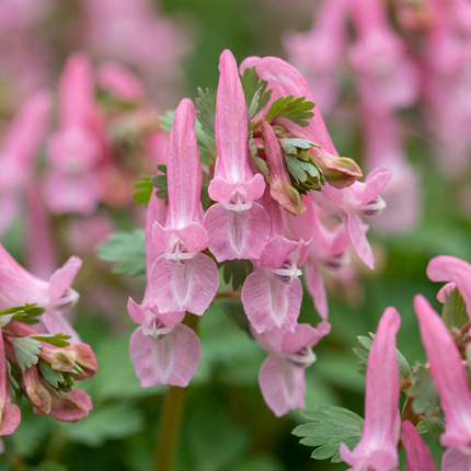 160x Corydalis Beth Evans - Lerchensporn Beth Evans - Weiß und Violett - Verwilderungszwiebel - Zwiebelgröße 6/+