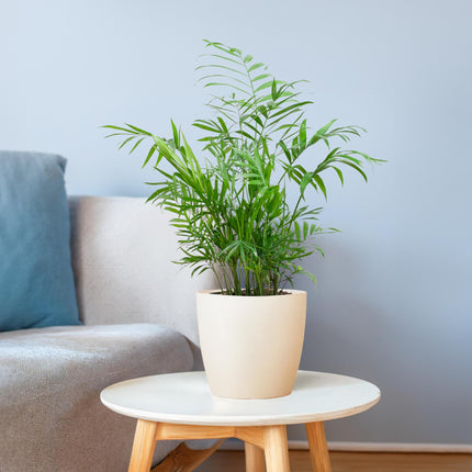Chamadorea Elegans incl. pot Viber wit - 55cm - Ø17