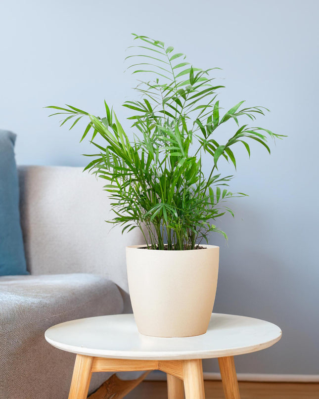 Chamadorea Elegans incl. pot Viber wit - 55cm - Ø17