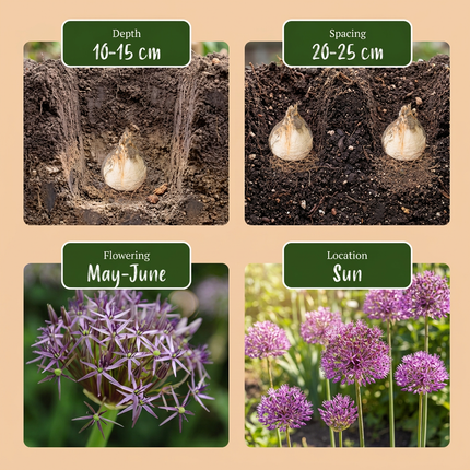 120x Allium Christophii – Sternkugel-Lauch – Violett – Sommerblüher – Zwiebelgröße 10/12