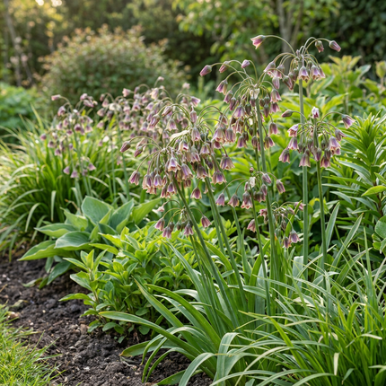 160x Allium Siculum - Sizilianischer Honiglauch - Creme und Rosa - Sommerblüher - Zwiebelgröße 10/12