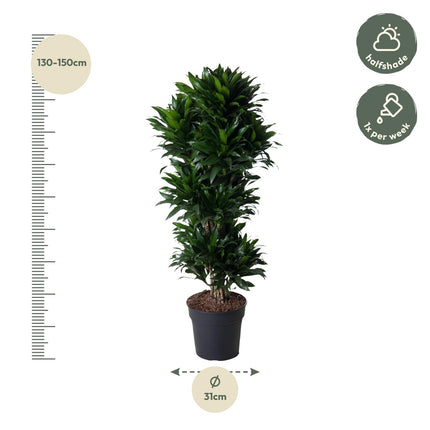 Dracaena Compacta innestata - 140 cm - ø31