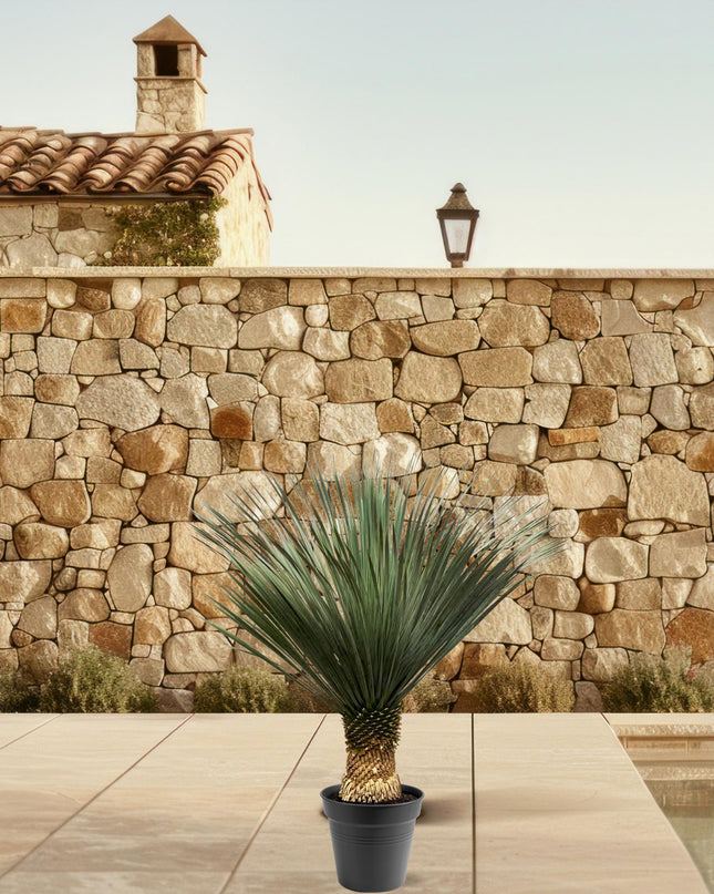 Yucca Rostrata - 100 - 120 cm - Ø40