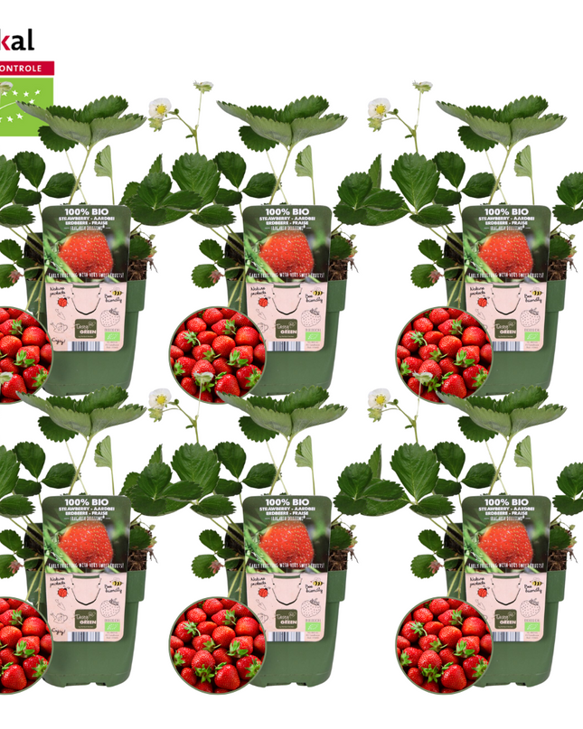 Piante di fragole BIO 6 pezzi