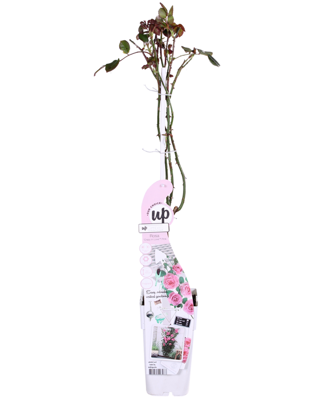 Rosa Crazy in love 'Pink' - Roze Roos - Ø15cm - ↕65cm
