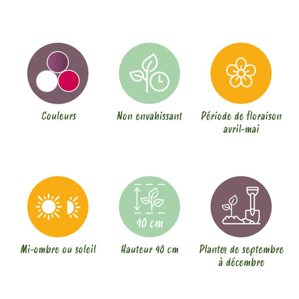 Bloembollen - Tulp Pastel mix - Diversen Kleuren - 12 stuks - Bolmaat 11/12 - XXL Pack