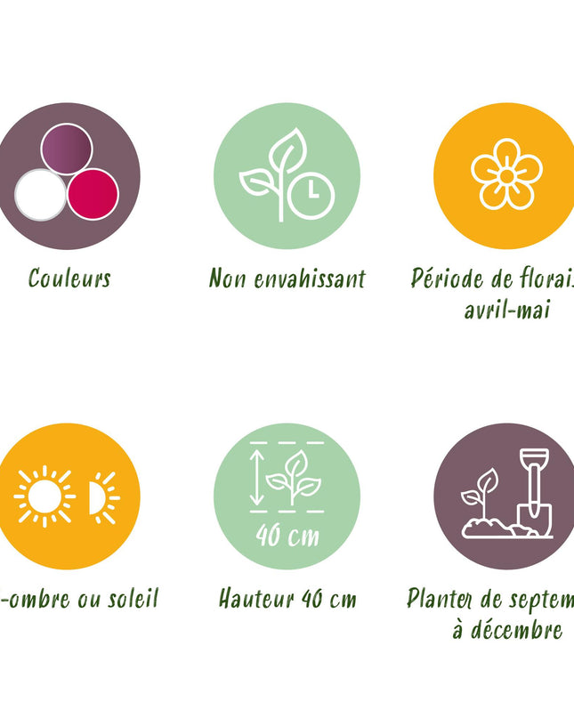 Bloembollen - Tulp Pastel mix - Diversen Kleuren - 12 stuks - Bolmaat 11/12 - XXL Pack