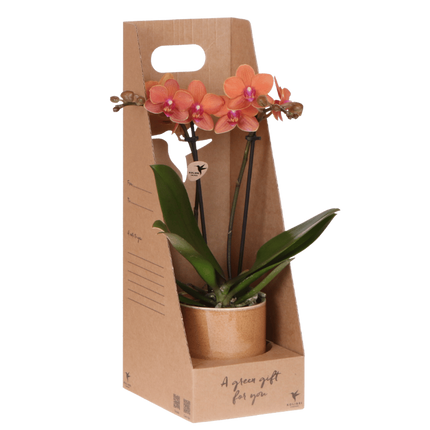 Oranje Bolzano orchidee cadeauset - incl. giftbox, orchidee & sierpot - Ø9cm