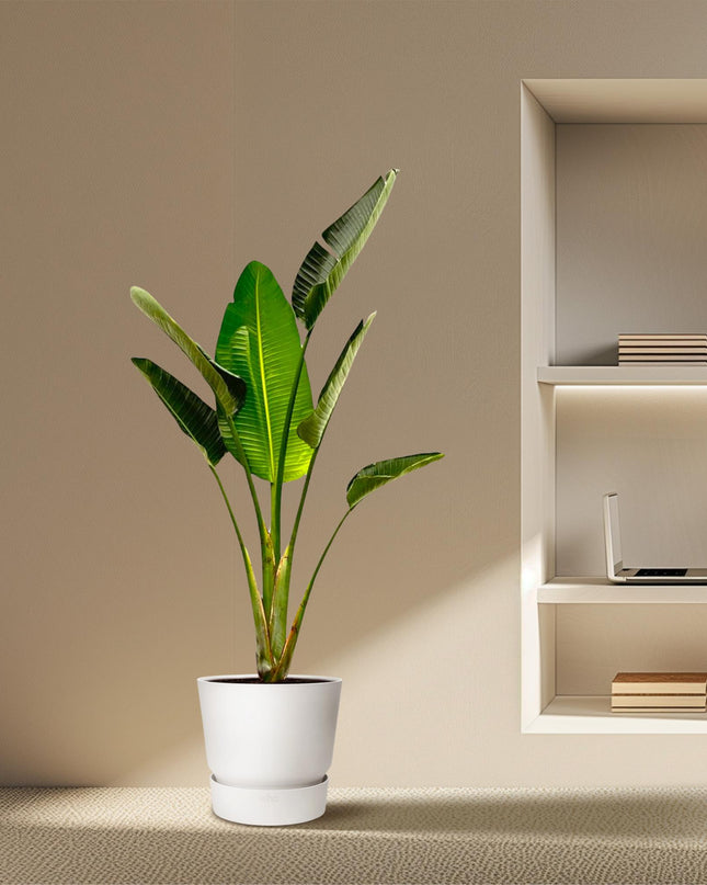 Strelitzia Augusta - 180cm - ⌀30