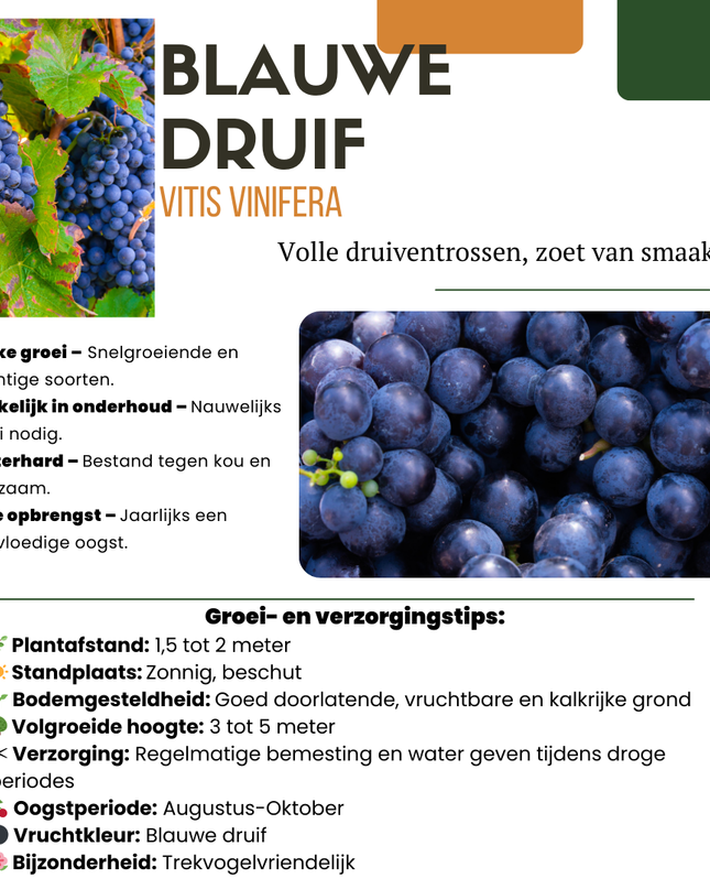 Mix di piante da frutto BIO 5 pezzi - Lampone/ Ribes/ Mirtillo/ Uva/ Mora