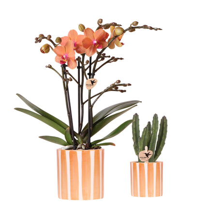 | Plantenset Oranje Phalaenopsis Orchidee Bolzano en Succulent incl. keramieken sierpotten