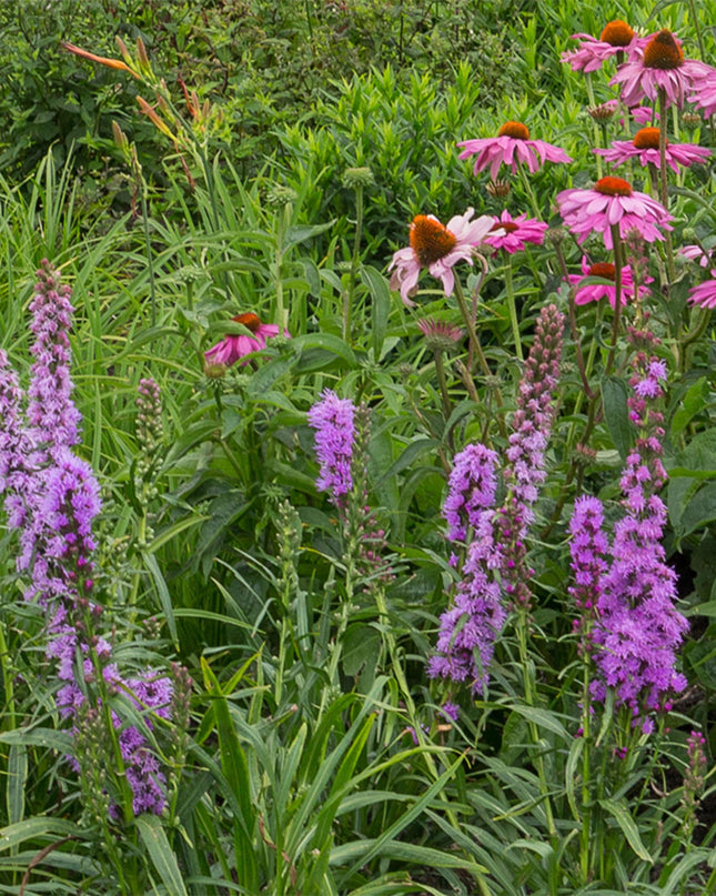 Green boutiQ - Borderpaket - Bienen- und Schmetterlingsanziehend - 24 Stauden - 3 m2 - Verschiedene Farben - Wenig Pflege - Topf 11cm