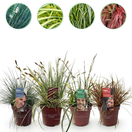 Siergrassen - 4 Planten - Blauw - Geel - Groen - Rood - Bladhoudend - Weinig Onderhoud - Pot 17cm Hoogte 50cm