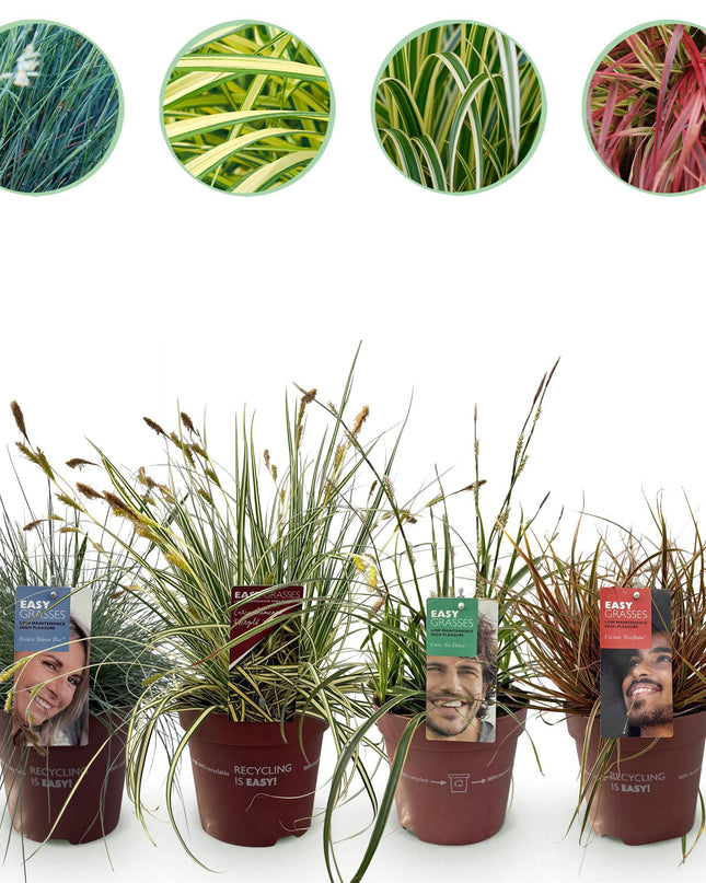 Siergrassen - 4 Planten - Blauw - Geel - Groen - Rood - Bladhoudend - Weinig Onderhoud - Pot 17cm Hoogte 50cm