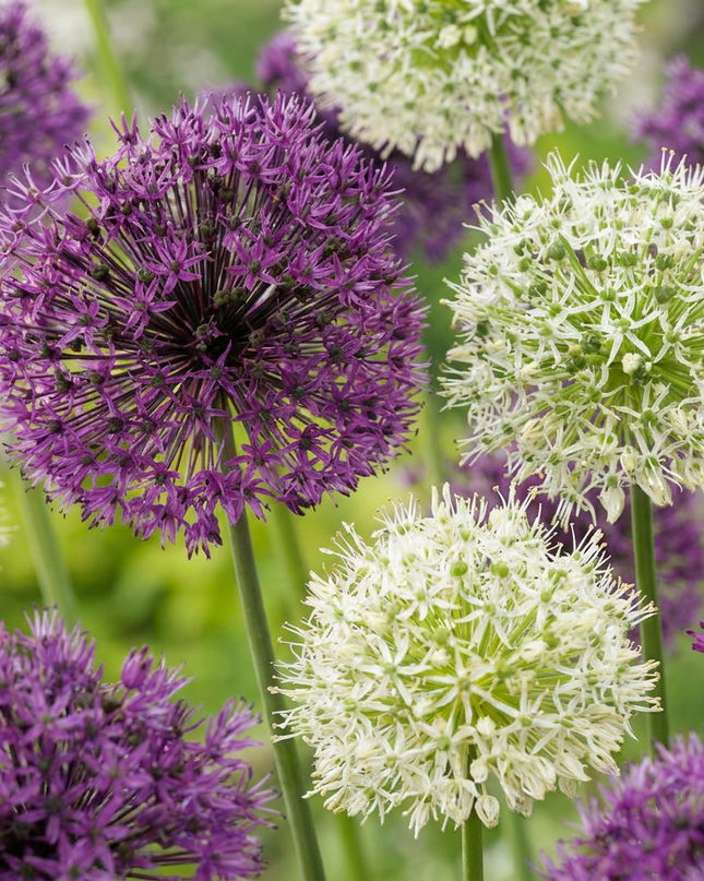 320x Allium Purple - White Mix - Mezcla de ajos ornamentales morados y blancos - Morado y blanco - Floración estival - Tamaño del bulbo 10/12