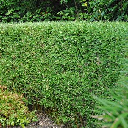 Bamboe - Fargesia rufa - Groen - 4 Planten - Bladhoudend - Niet Woekerend- Pot 17cm Hoogte 60cm