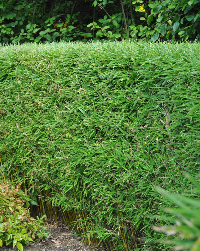 Bamboe - Fargesia rufa - Groen - 4 Planten - Bladhoudend - Niet Woekerend- Pot 17cm Hoogte 60cm