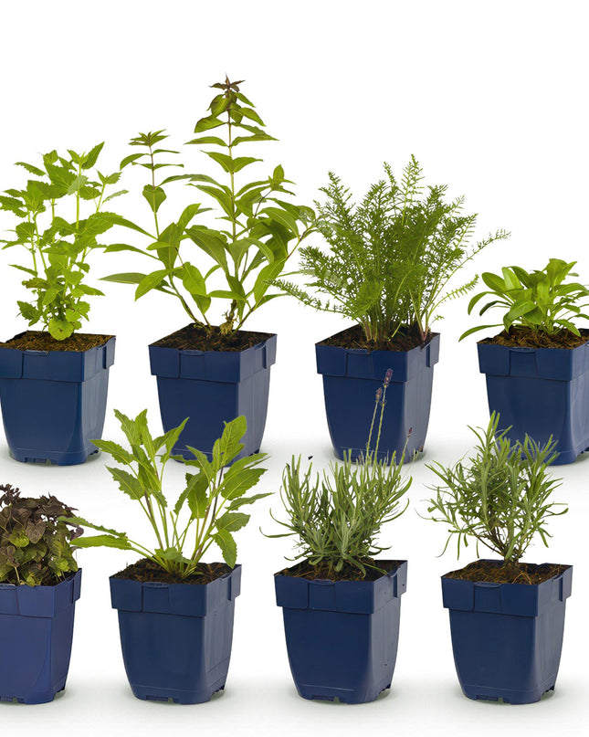 Borderpakket - Geurend - 8 Vaste planten - 1 m2 - Diversen kleuren - Weinig Onderhoud - Pot 11cm