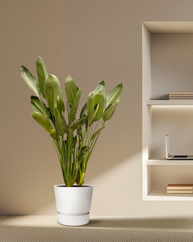 Strelitzia Reginae XXL - 200cm - ø50